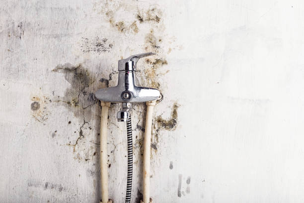 Best Emergency Mold Removal  in Willits, CA