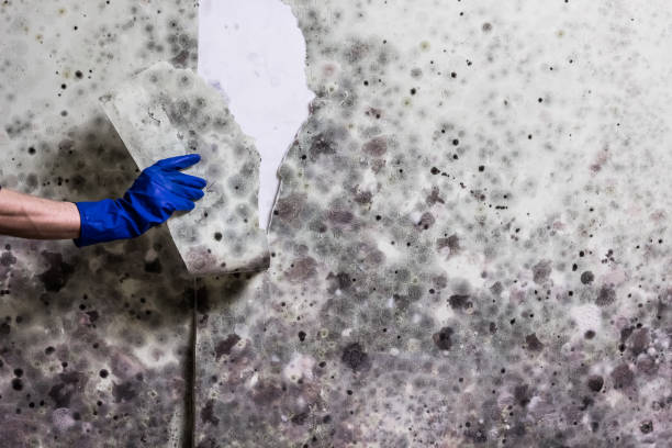 Mold Removal and Inspection in Willits, CA